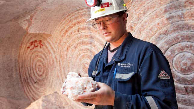 Rocanville Potash Corp underground production supervisor Dave Esslinger displays a sample of potash 1000 metres (3280 feet) below surface at the potash mine in Saskatchewan September 30, 2010. A far-reaching, independent report on the economic impact of a Potash Corp takeover will set the tone for a Canadian political response to BHP Billiton's $39 billion hostile bid or any other offer that surfaces. Picture taken September 30, 2010.