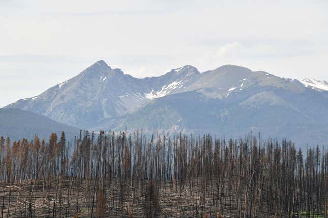 Burned trees by Troublesome fire at Rocky Mountain National Park, Colorado