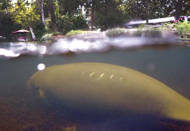 A manatee swimming in Florida.