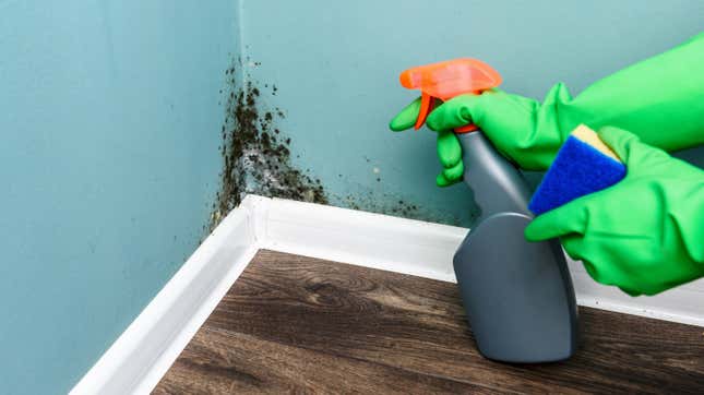 Image for article titled 5 Ways to Clean Mold From the Most Important Surfaces In Your Home