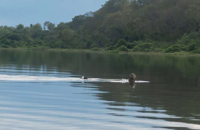 Another photo of the otter.