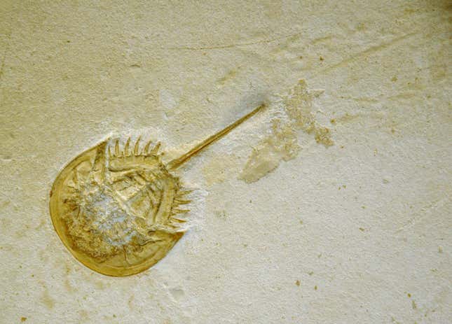 The horseshoe crab fossil