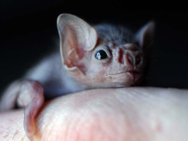 A white-winged vampire bat pup.