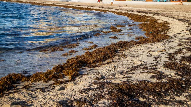 Photo of sargassum on beach