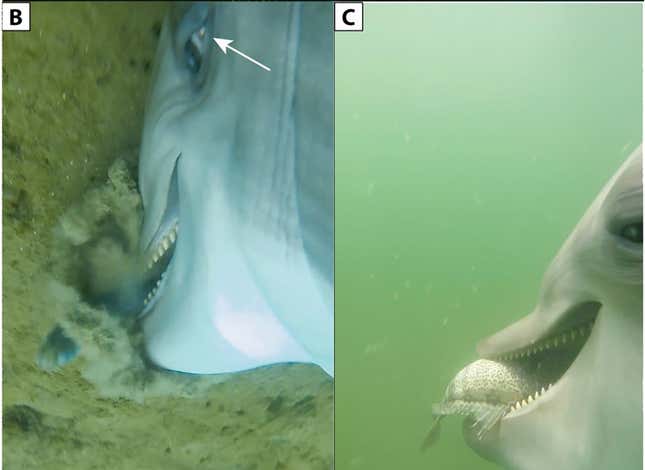 Imagen para el artículo titulado Colocaron cámaras en los delfines militares de Estados Unidos. Las imágenes son... llamativas
