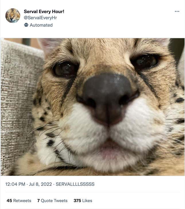 A serval, on the hour