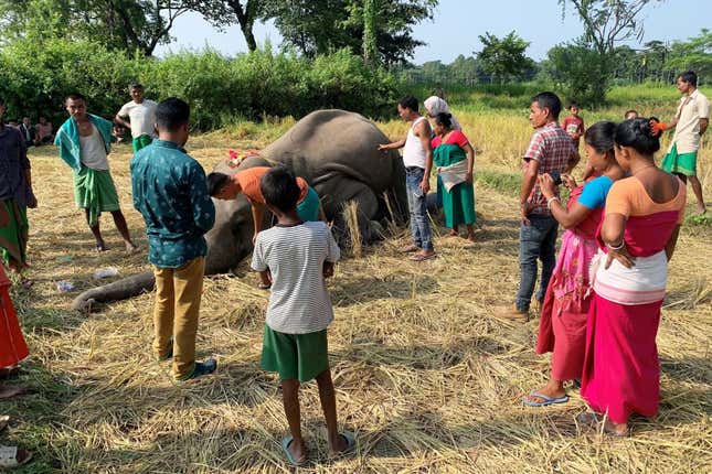 Death of an elephant at a farmland