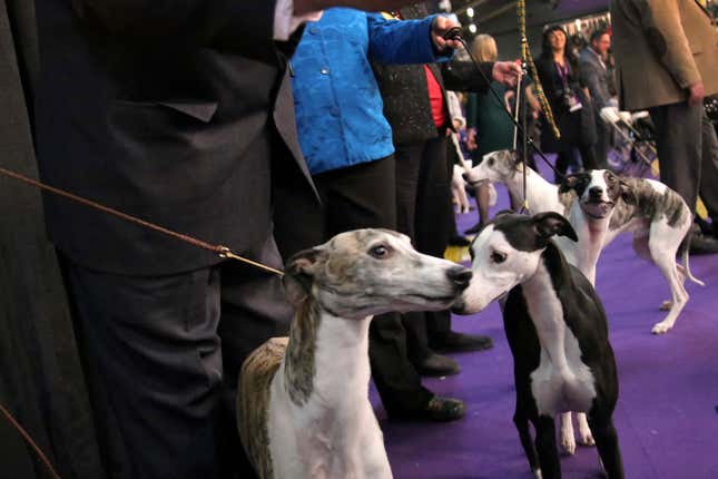 Image for article titled King’s realm: Behind the scenes at the Westminster Dog Show