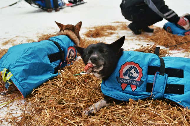 Dogs eating at the Jotka checkpoint.