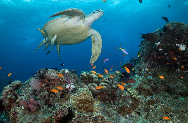 Photo of sea turtle and fish on reef