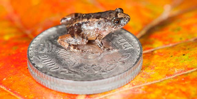 The 12.2mm long Robinmoore’s night frog (Nyctibatrachus robinmoorei) sitting on an Indian five-rupee coin (24mm diameter) is one of the new species discovered from the Western Ghats mountain ranges in peninsular India.