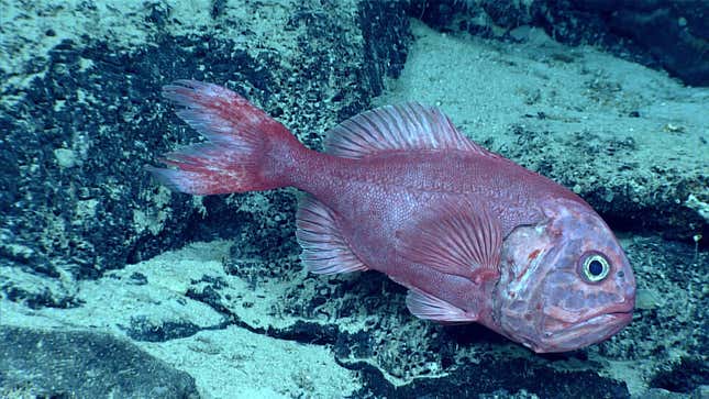 Photo of pale red fish