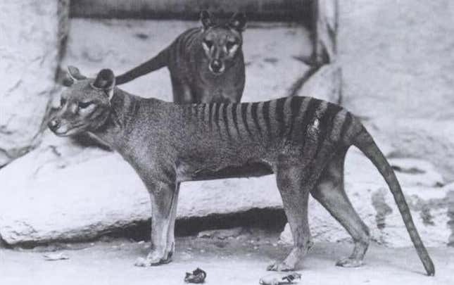 Tilacinos en el Zoológico Nacional de Washington en 1902