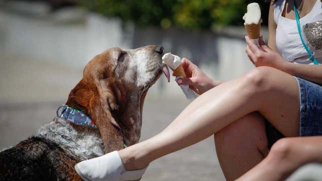 Woman feeds vanilla ice cream cone to large basset hound