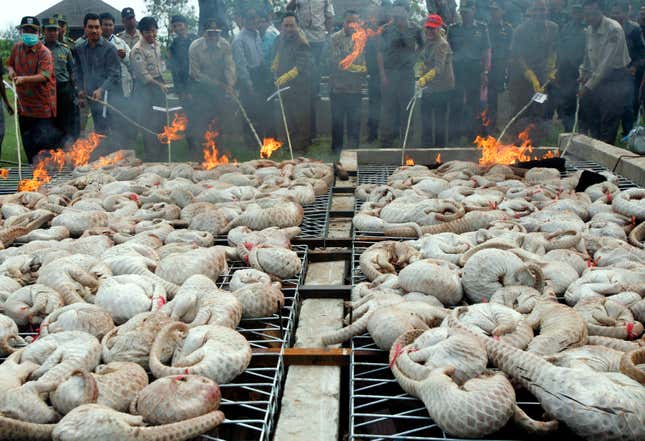 Indonesian Forest Ministry officials and forest police burn pangolins during a destruction of 763 kilograms of pangolin meat confiscated in Kapuk, Indonesia, in Dec. 2009.