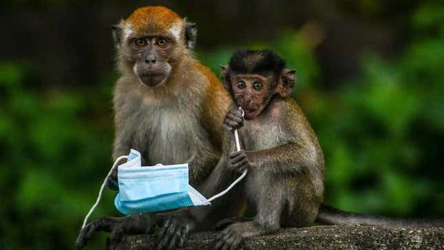 Monos macacos en Malasia juegan con una mascarilla el 30 de octubre de 2020