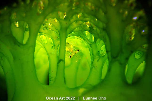 Image for article titled The Most Dazzling Ocean Photos of the Year