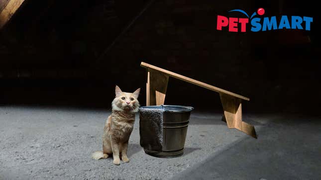 Image for article titled PetSmart Unveils New Waterboarding Kit For Teaching Cats To Stay Off Counters