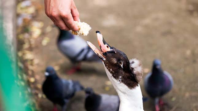 Image for article titled Feeding the Ducks Is Bad, Actually