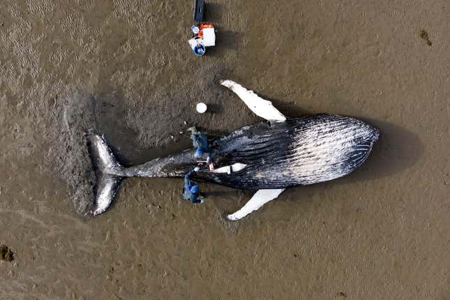 A beached whale getting a necropsy.