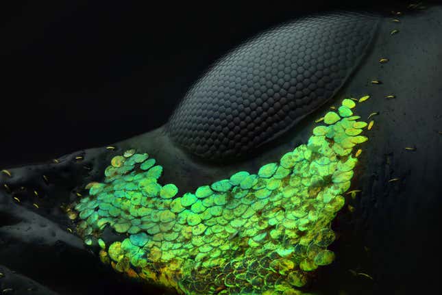Al Habshi’s winning weevil image.