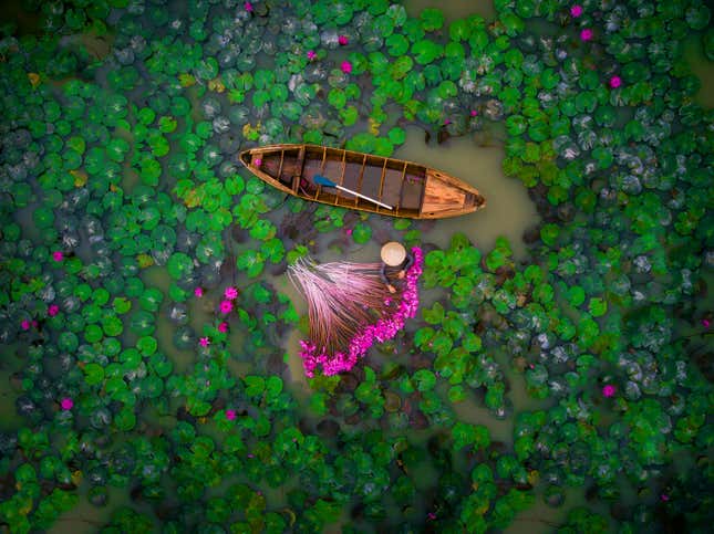 Water lilies in Vietnam