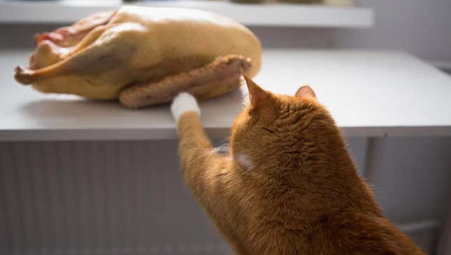 Cat reaching for Thanksgiving turkey