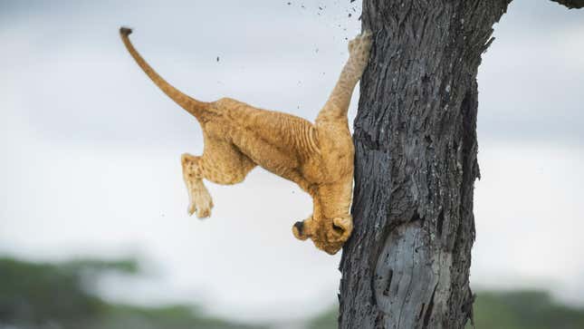 A jump goes wrong for a lion cub.