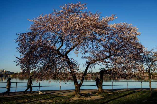 Photo of cherry blossom tree
