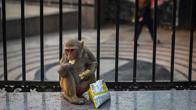 A photo of a monkey eating potato chips. 