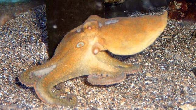 A California two-spot octopus (not the spot, below the animal's eye.)
