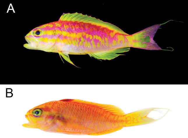 The difference in color between the males (A) and females (B).