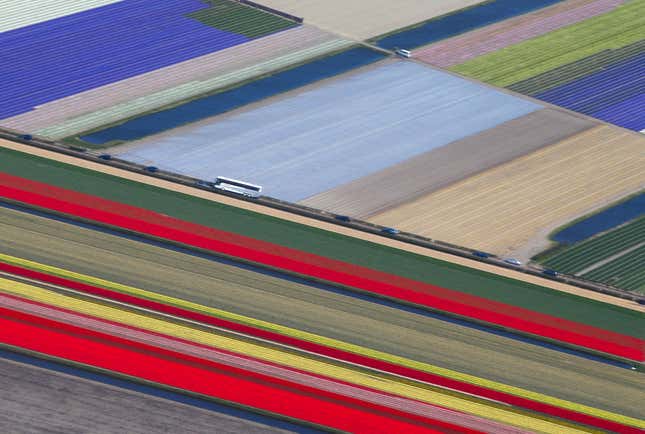 Image for article titled Photos: Fields of flowers look like modern art from above