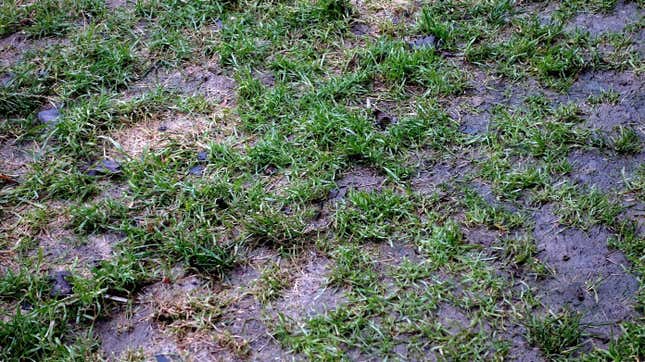 wet lawn after rain