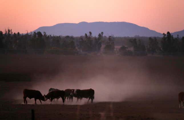 Cattle kick up dust at sunset on farmer Tom Wollaston’s property, west of tTamworth in north-western New South Wales, June 1, 2018.