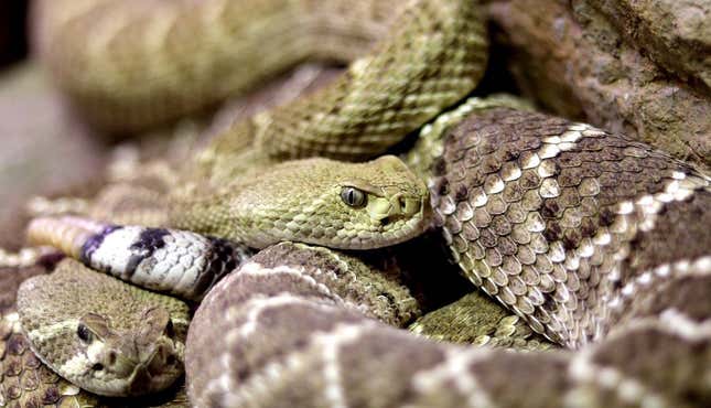 Imagen para el artículo titulado El hombre que se encerró 72 horas con 72 serpientes venenosas para demostrar que no era para tanto