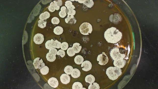 A culture of the Streptomyces bacteria.