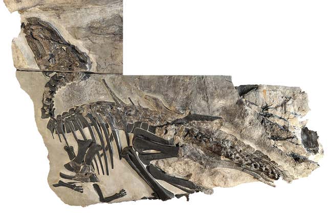 A dinosaur fossil.