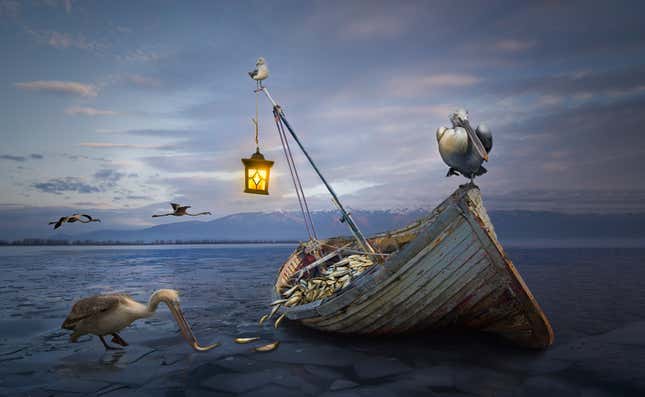 An image of pelicans, flamingos, an old boat and fish stitched together by the photographer.