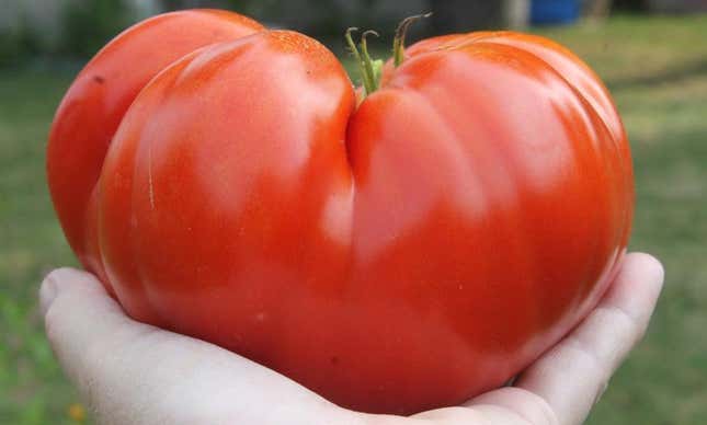 Goliath tomato