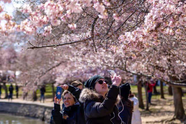 Photo of people photographing cherry blossoms