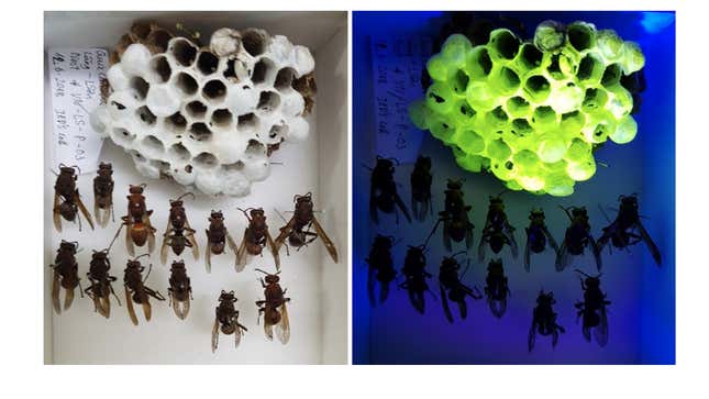 A nest belonging to P. brunetus wasps, seen under white light on the left and UV light on the right