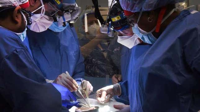 Imagen para el artículo titulado Trasplantan por primera vez con éxito el corazón de un cerdo modificado genéticamente a un humano