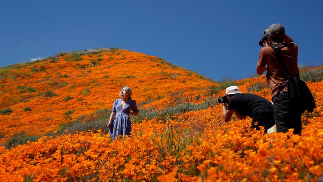 A model poses with Lake Elsinore's fields of poppies in 2019. Photographers take pictures.