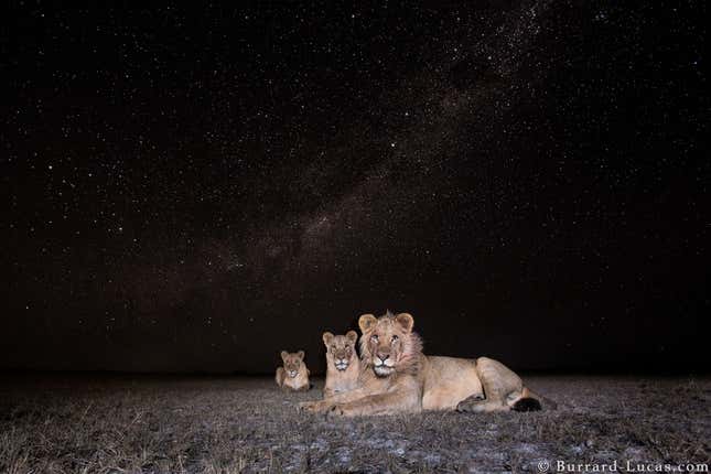 Lions resting at night, at the Liuwa Plain National Park.