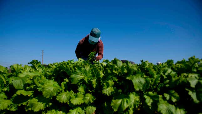 A farmworker wears a face mask while harvesting curly mustard in a field in Ventura County, California.