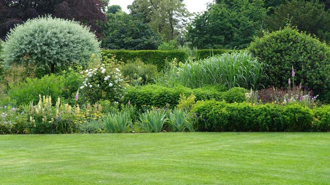 Image for article titled How ‘Benign Neglect’ Can Actually Improve Your Garden