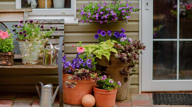 Image for article titled How to Pick Outdoor Plant Containers for Low-Maintenance Gardening