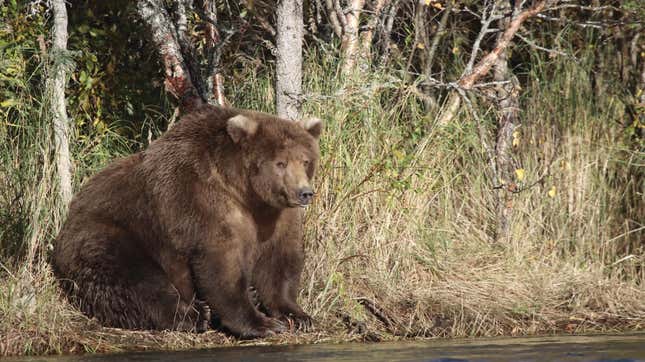 Beadnose, 2018's Fat Bear Week champion and the epitome of fat bearness sitting on the bank of a river.