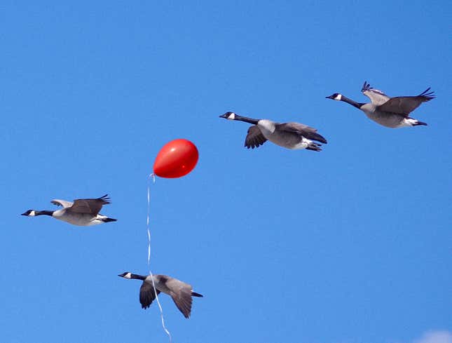 Image for article titled Abandoned Balloon Adopted By Flock Of Migrating Geese